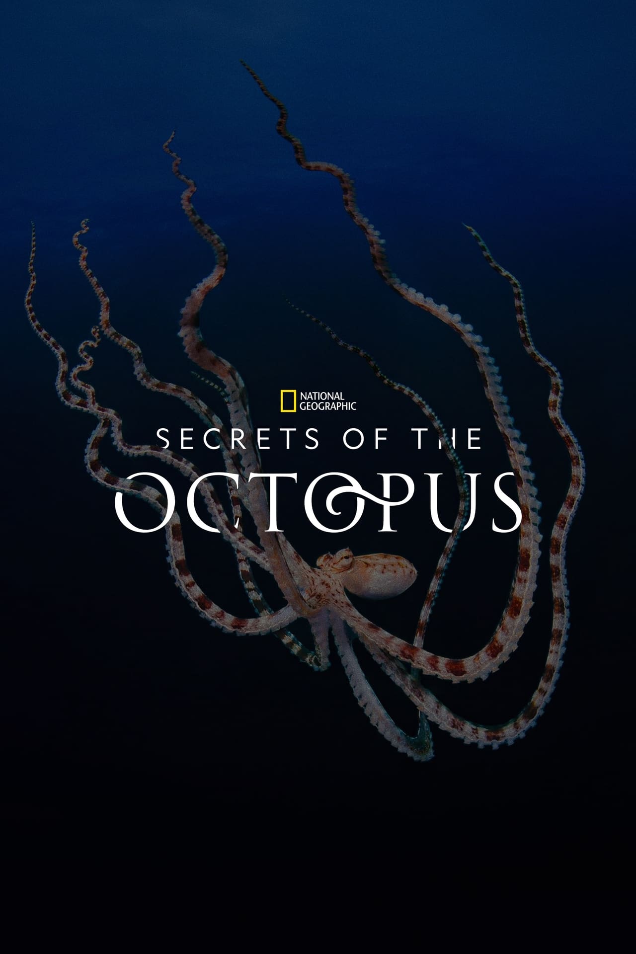 Secrets of the Octopus (2024) S1 EP01&EP03 128Kbps 23.976Fps 48Khz 2.0Ch DD+ NF E-AC3 Turkish Audio TAC