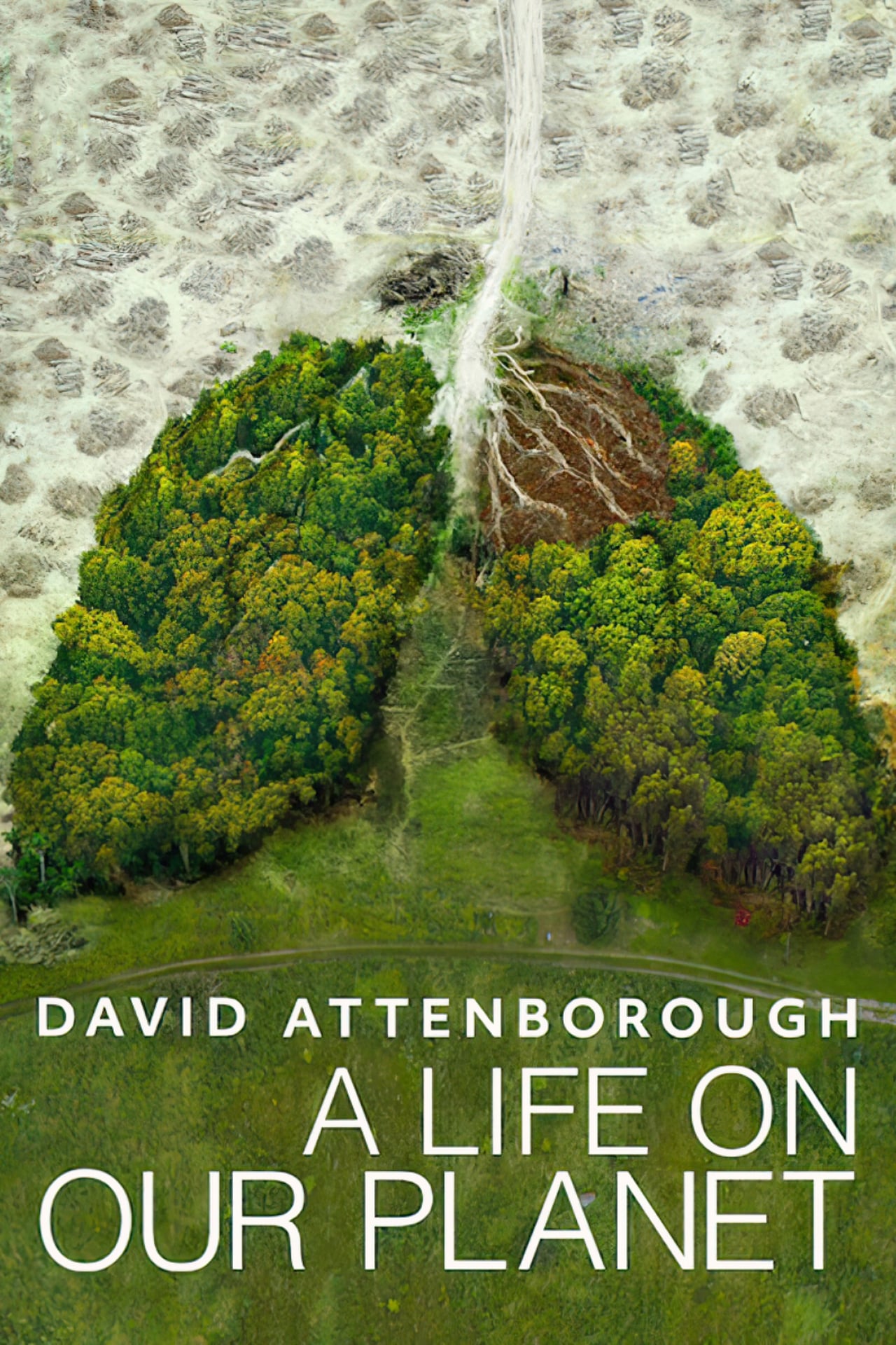 David Attenborough: A Life on Our Planet (2020) 640Kbps 23.976Fps 48Khz 5.1Ch DD+ NF E-AC3 Turkish Audio TAC