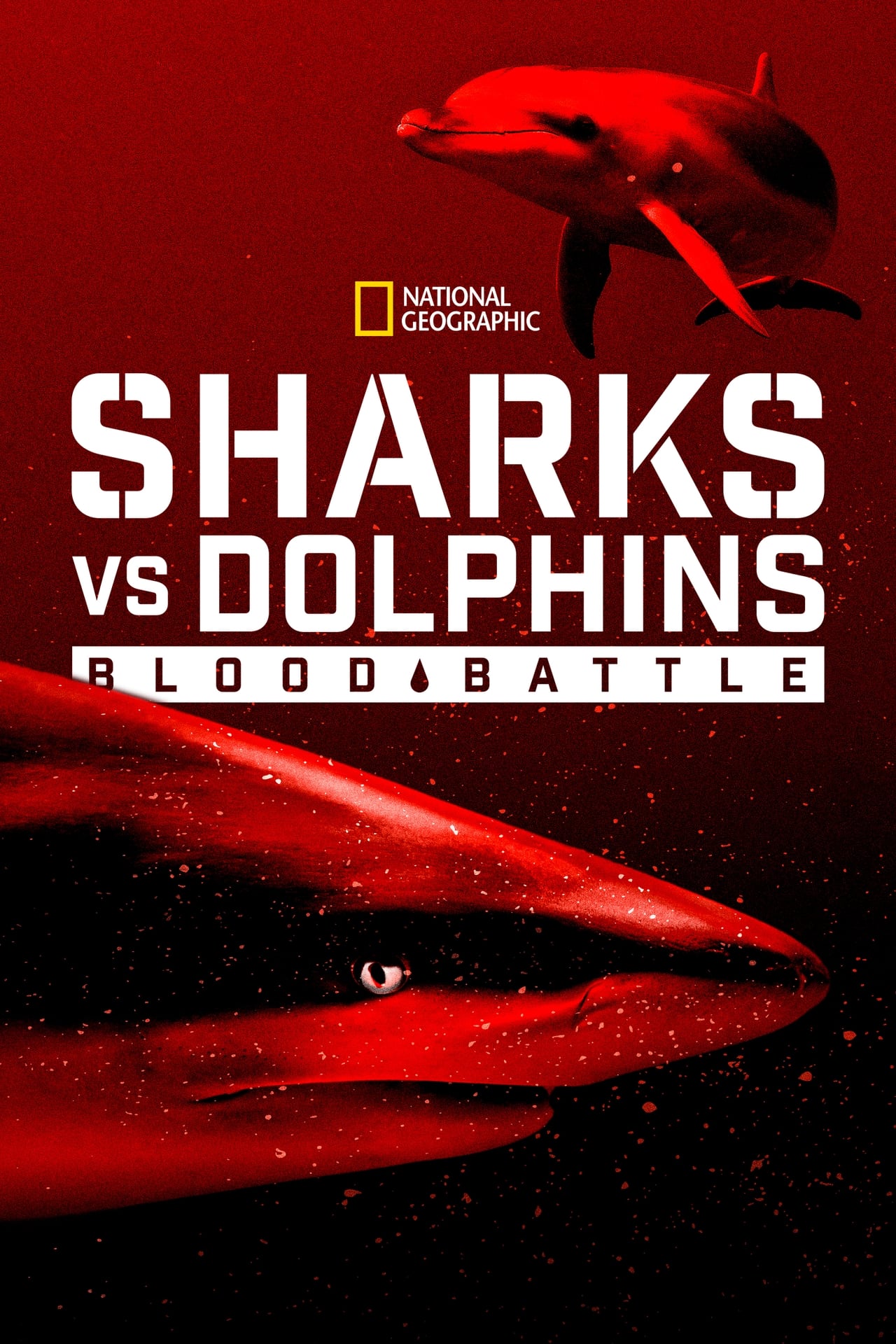 Sharks vs. Dolphins: Blood Battle (2020) 128Kbps 29.970Fps 48Khz 2.0Ch Disney+ DD+ E-AC3 Turkish Audio TAC