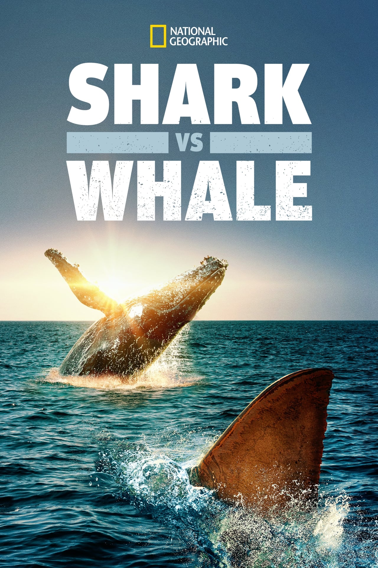 Shark vs. Whale (2020) 128Kbps 25Fps 48Khz 2.0Ch Disney+ DD+ E-AC3 Turkish Audio TAC