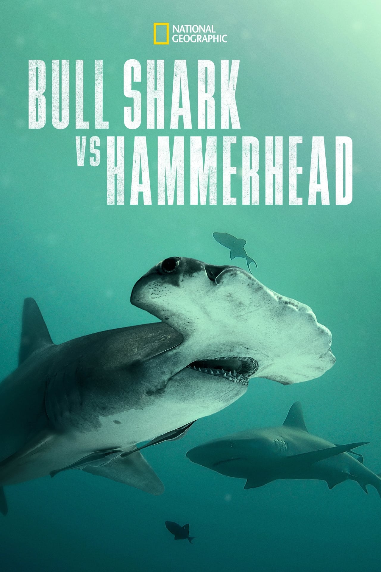 Bull Shark Vs. Hammerhead (2023) 128Kbps 29.970Fps 48Khz 2.0Ch Disney+ DD+ E-AC3 Turkish Audio TAC