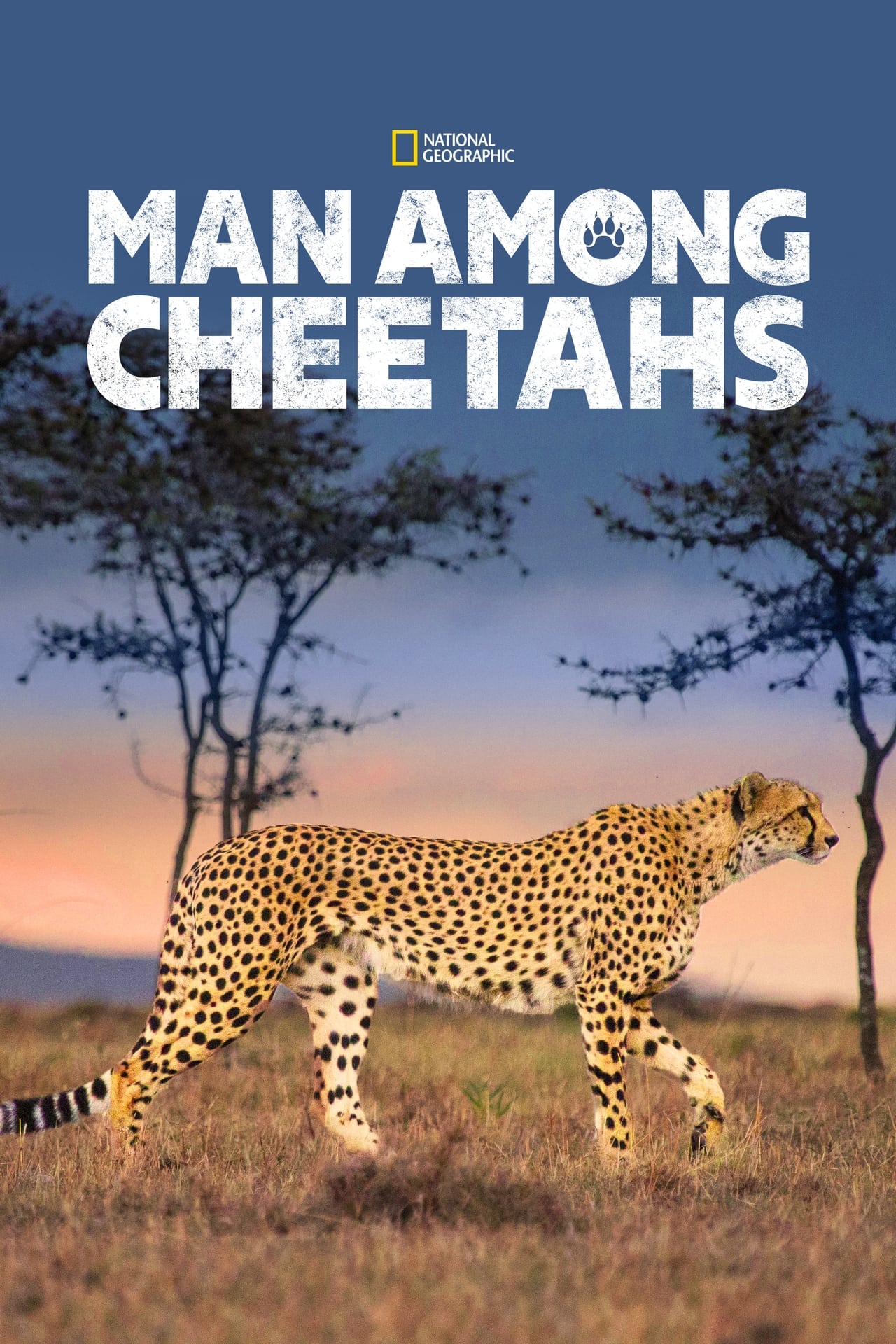 Man Among Cheetahs (2017) 128Kbps 29.970Fps 48Khz 2.0Ch Disney+ DD+ E-AC3 Turkish Audio TAC