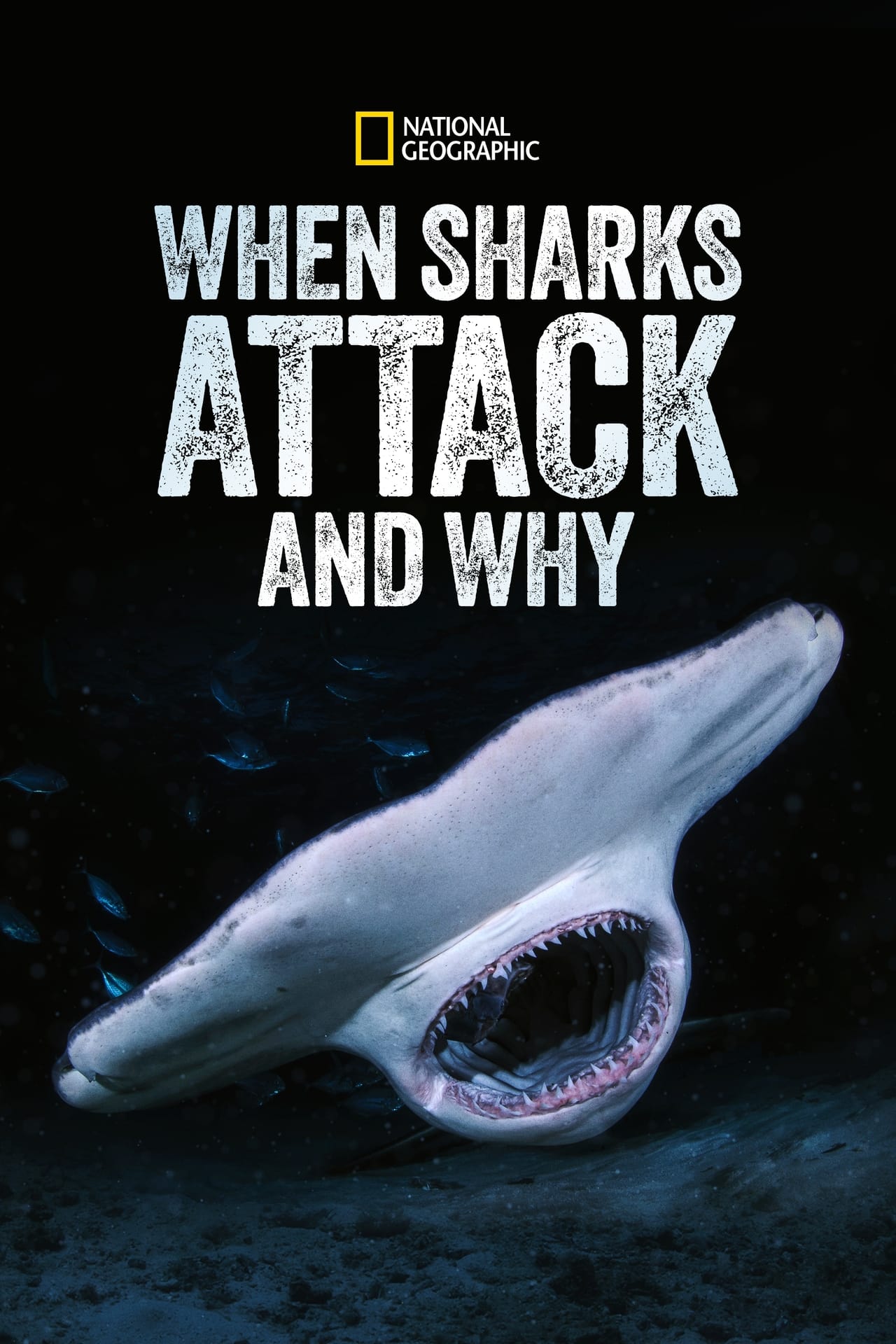 When Sharks Attack... And Why (2023) S1 EP01&EP08 128Kbps 23.976Fps 48Khz 2.0Ch Disney+ DD+ E-AC3 Turkish Audio TAC