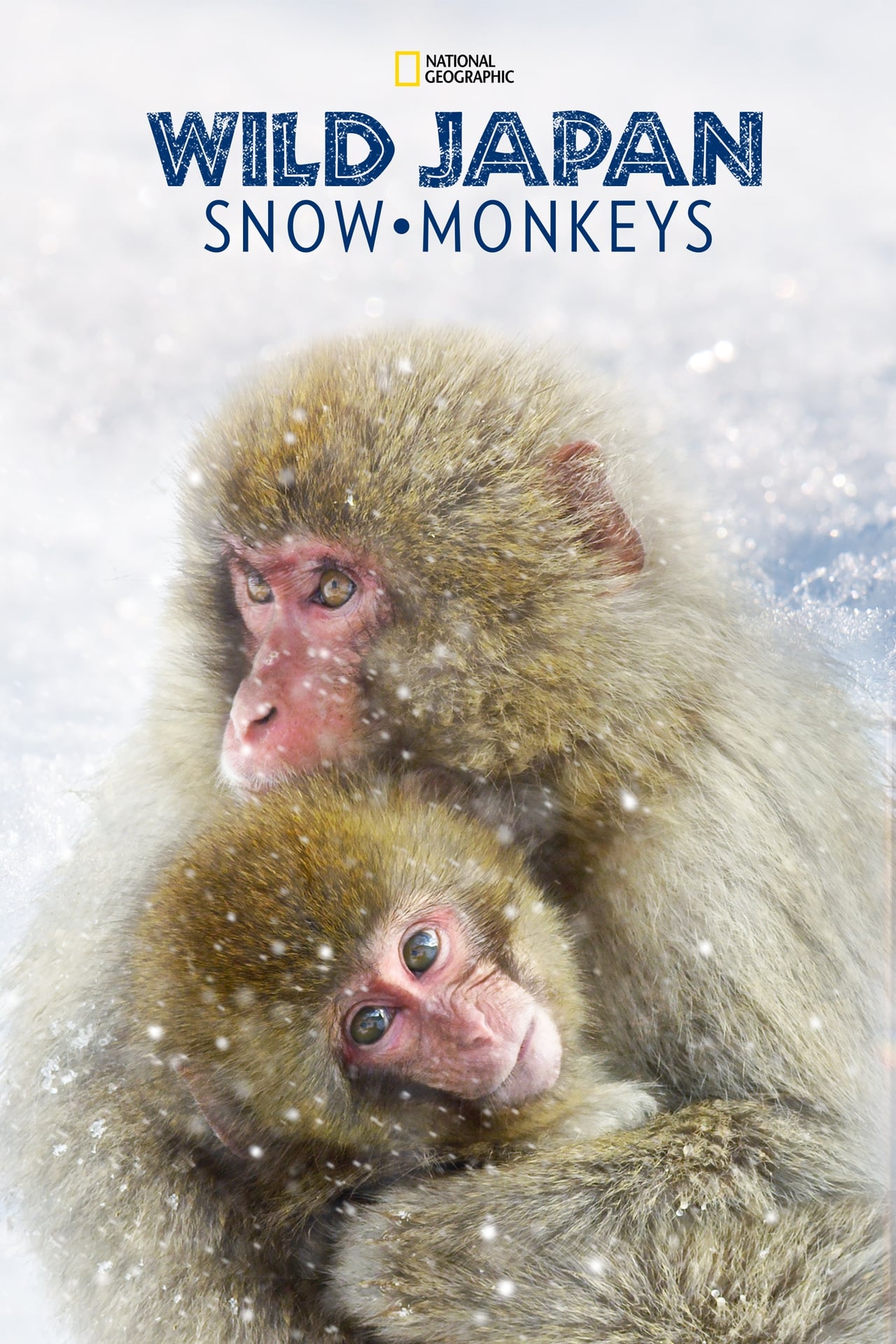 Wild Japan: Snow Monkeys (2014) 128Kbps 29.970Fps 48Khz 2.0Ch Disney+ DD+ E-AC3 Turkish Audio TAC