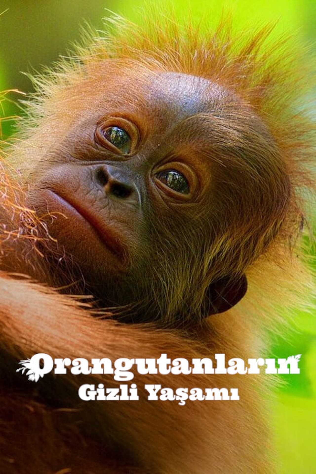 Secret Lives of Orangutans (2024) 640Kbps 23.976Fps 48Khz 5.1Ch DD+ NF E-AC3 Turkish Audio TAC