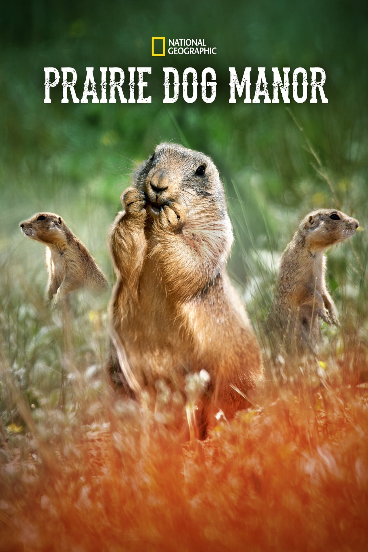 Prairie Dog Manor (2019) S1 EP01&EP12 128Kbps 29.970Fps 48Khz 2.0Ch Disney+ DD+ E-AC3 Turkish Audio TAC